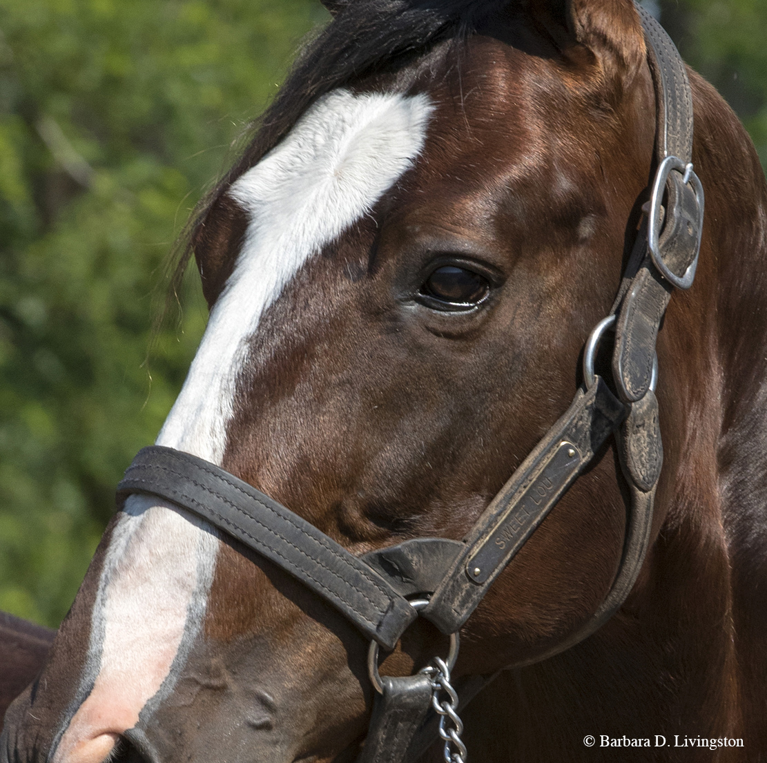 Sweet Lou | Diamond Creek Farm